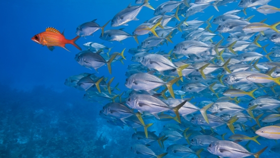 Deal Value | School of Fish